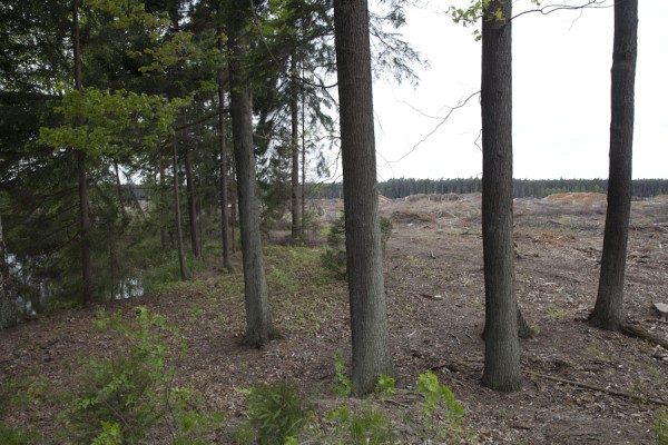 Rodung für den Tagebau am ehemaligen Märchensee